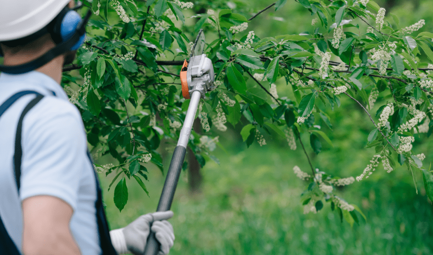Tree Tamers